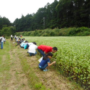 （募集終了しました。）そば畑散策・製粉工場見学・「信州ひすいそば」を使ったそば打ち体験！の参加者を募集します！